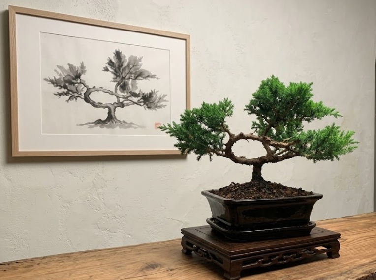 My First Bonsai