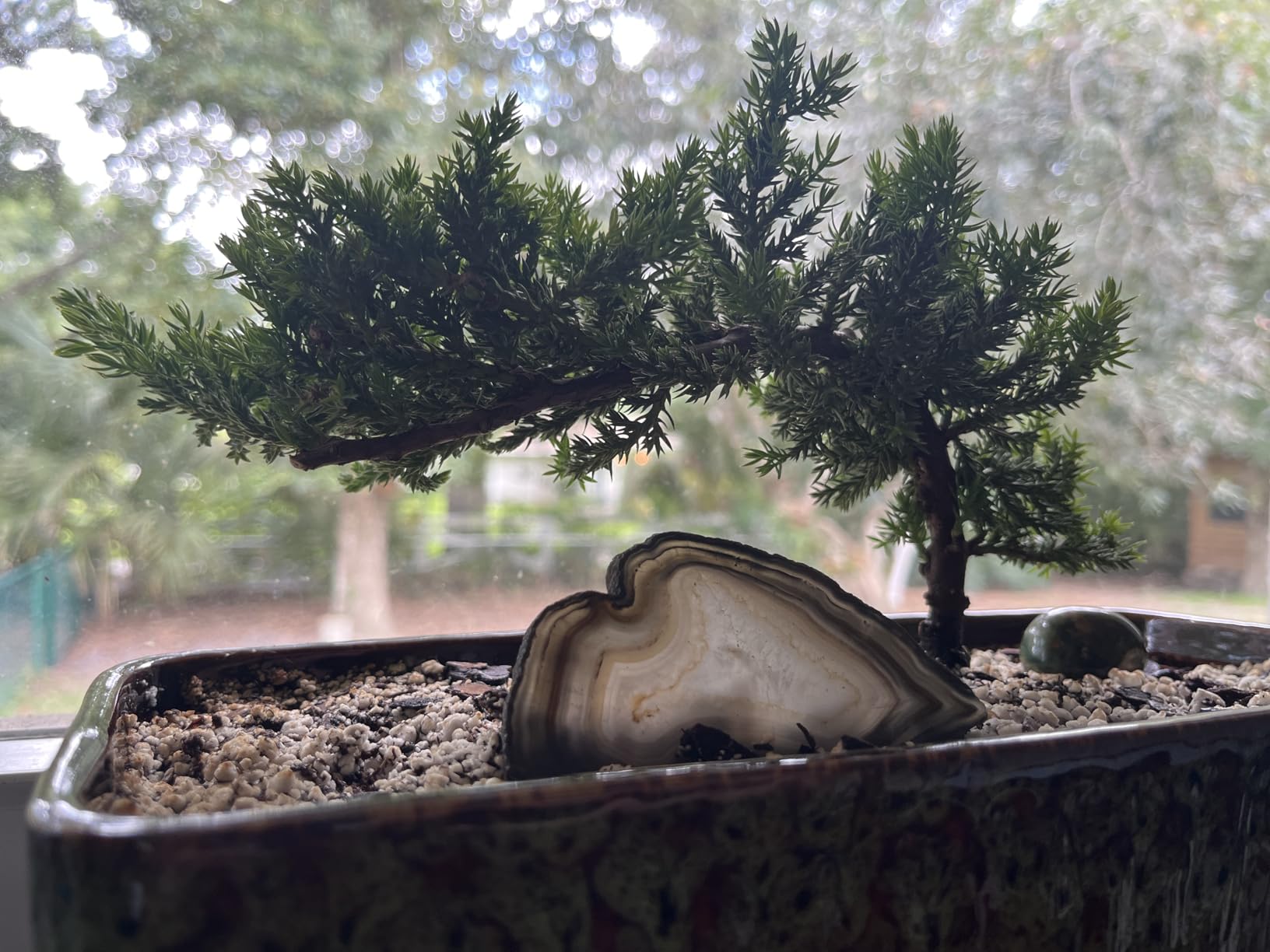 Dwarf Juniper